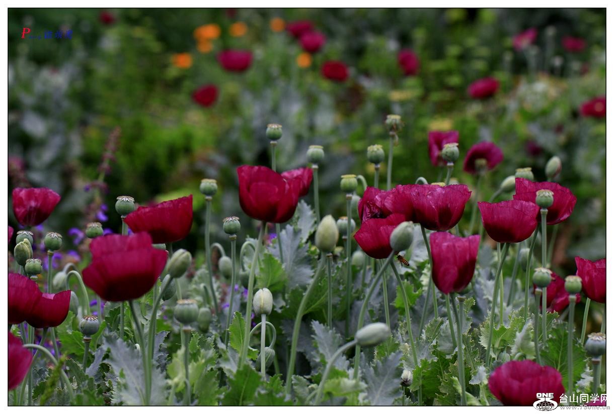 �}�u -�ֻ߽�-2 104-a.jpg