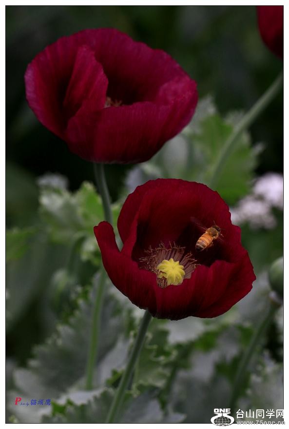 �}�u -�ֻ߽�-2 105-a.jpg