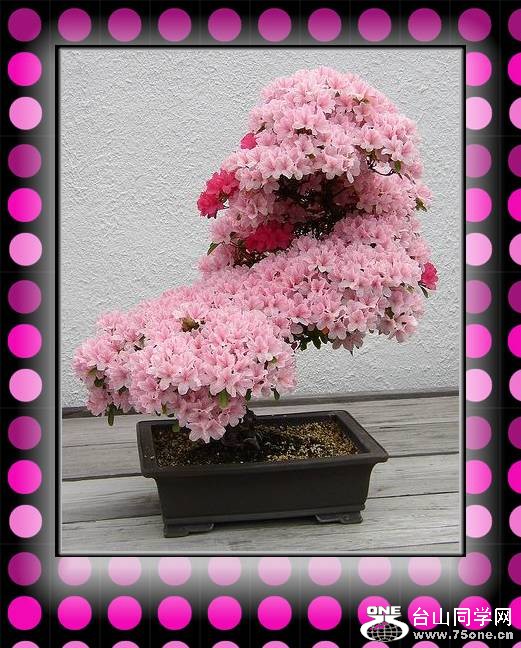 psb(19).jpg