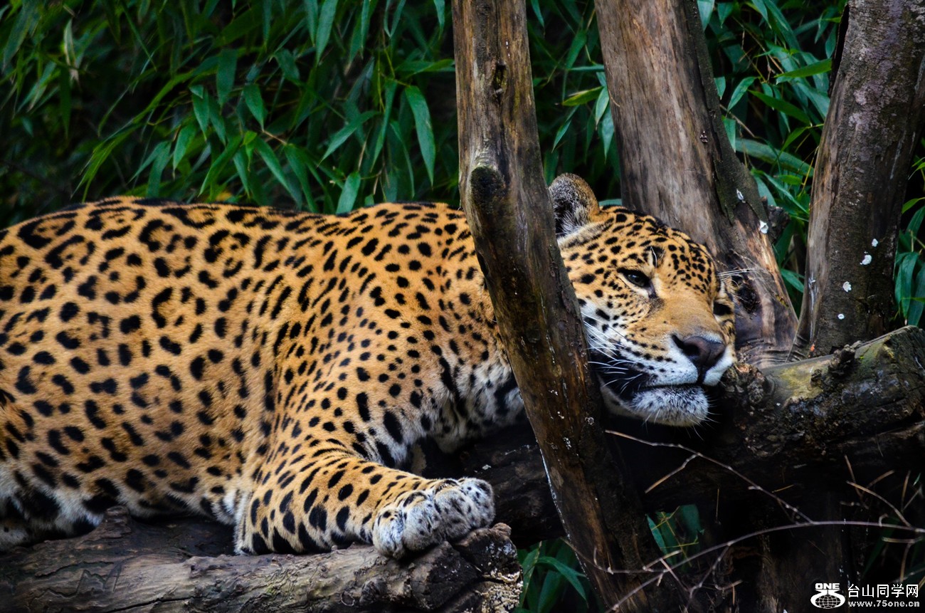 DSC_0197_35.jpg