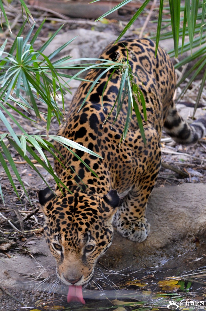 DSC_0375_002.jpg