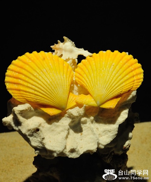 DSC_7572.jpg