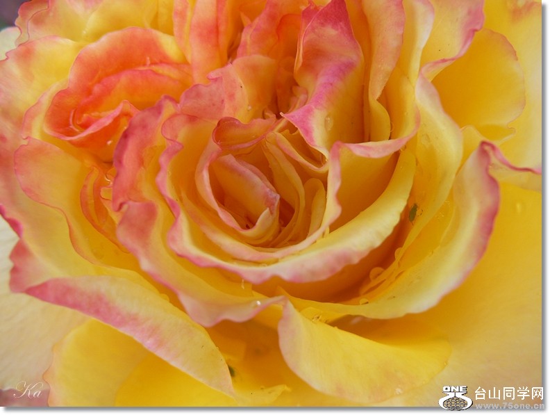flowers 09-12-2012 061.jpg