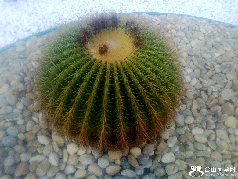Ƭ0489_conew2.jpg