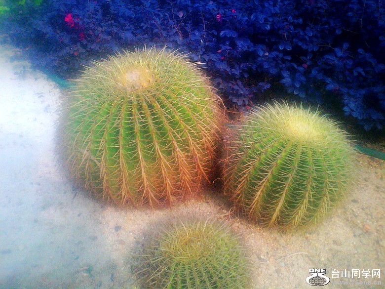 Ƭ0476_conew2.jpg