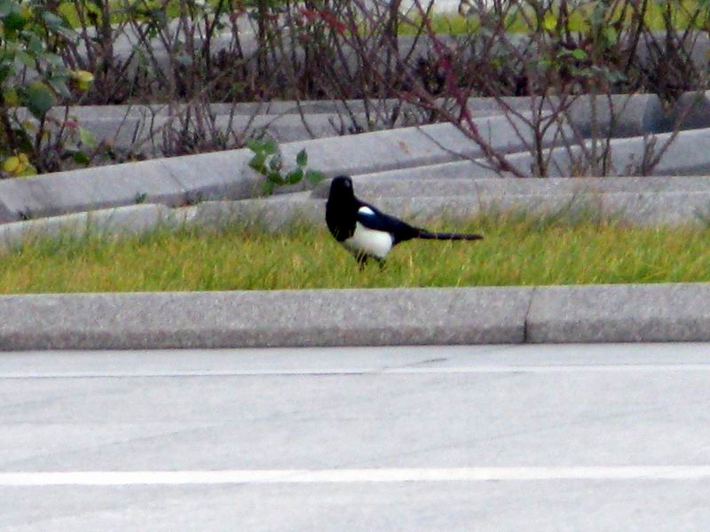 IMG_1852.JPG
