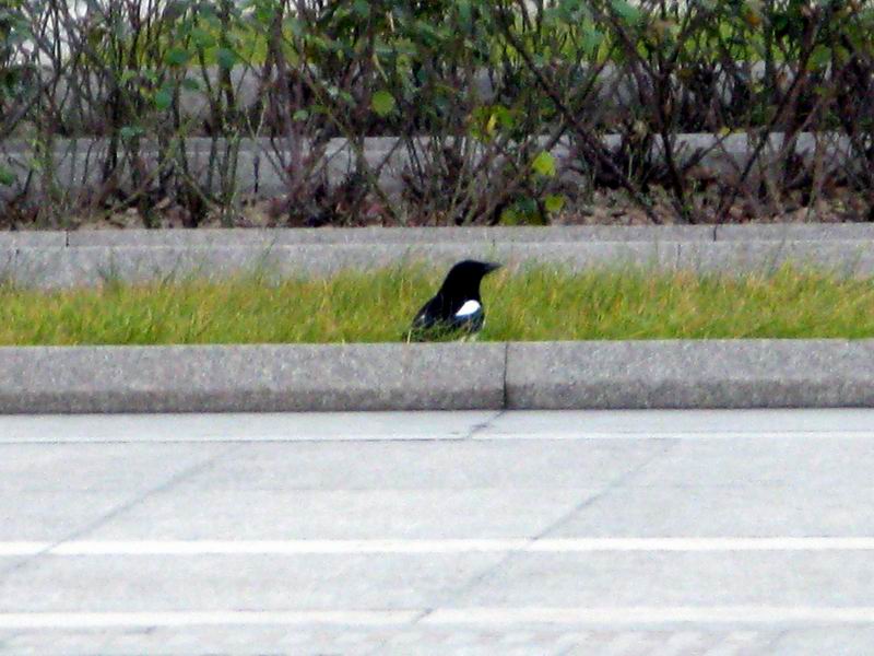 IMG_1851.JPG