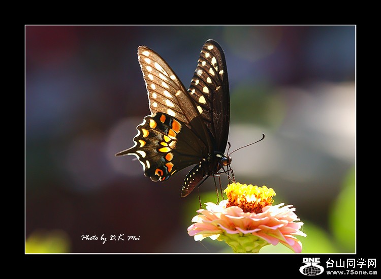 Butterfly 9.jpg