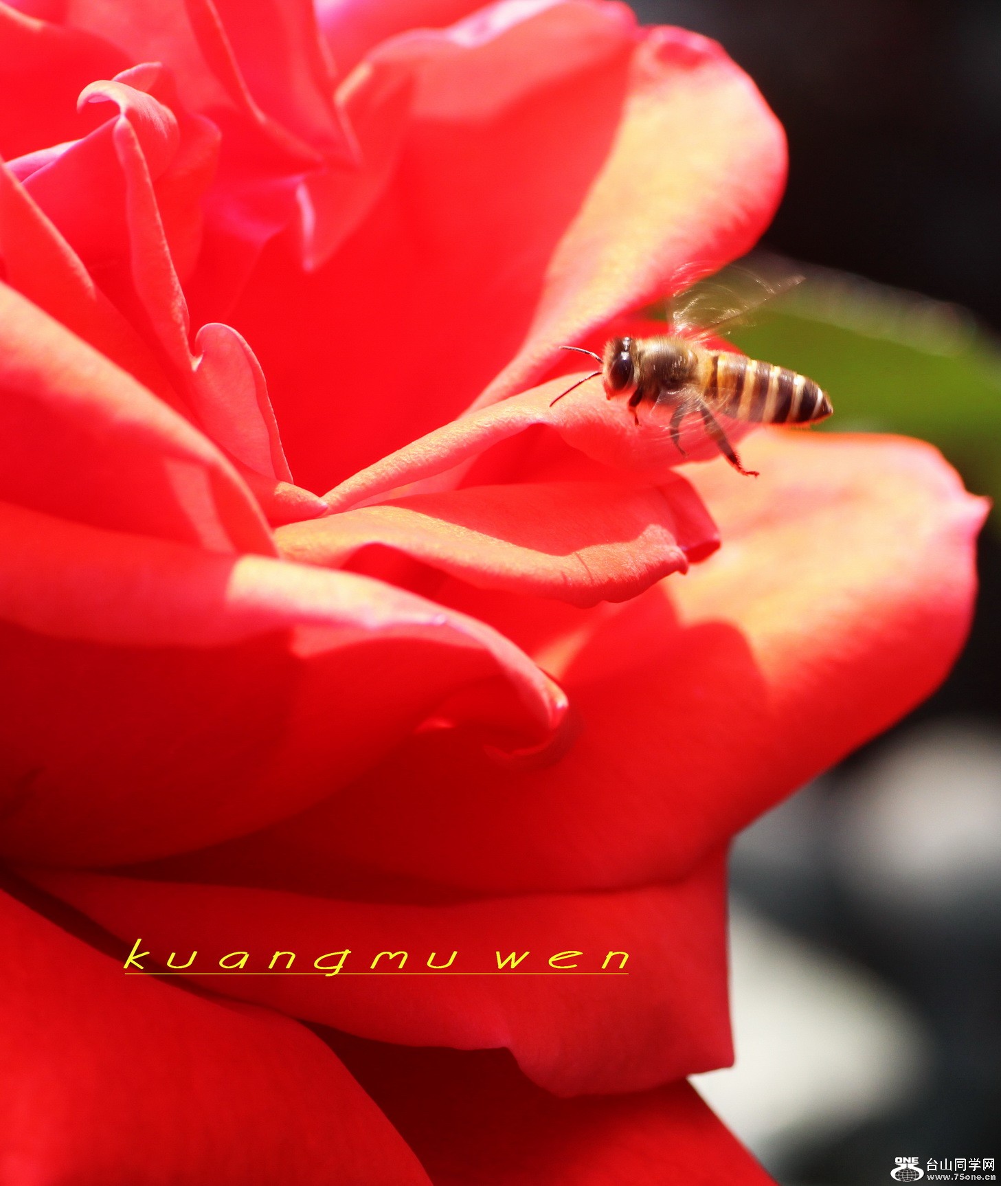 IMG_7742_С.jpg
