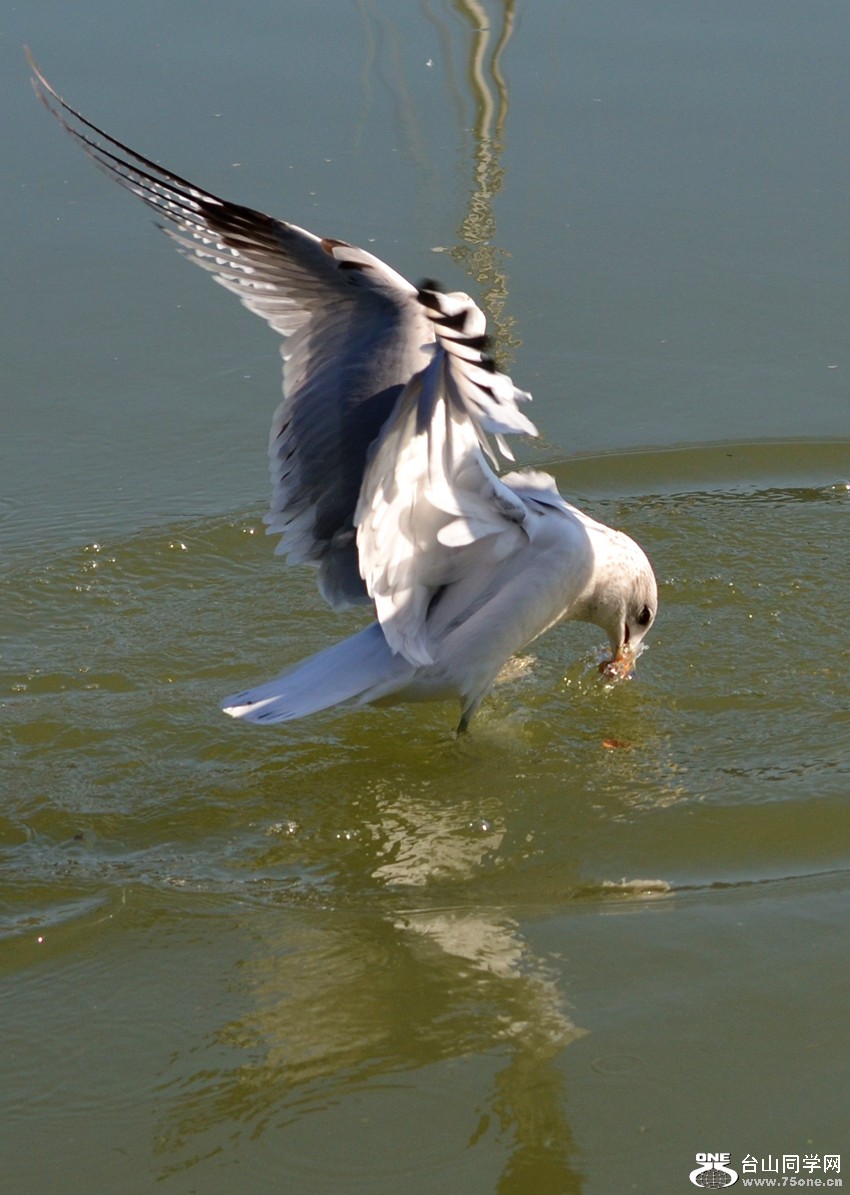 DSC_4950_20.jpg