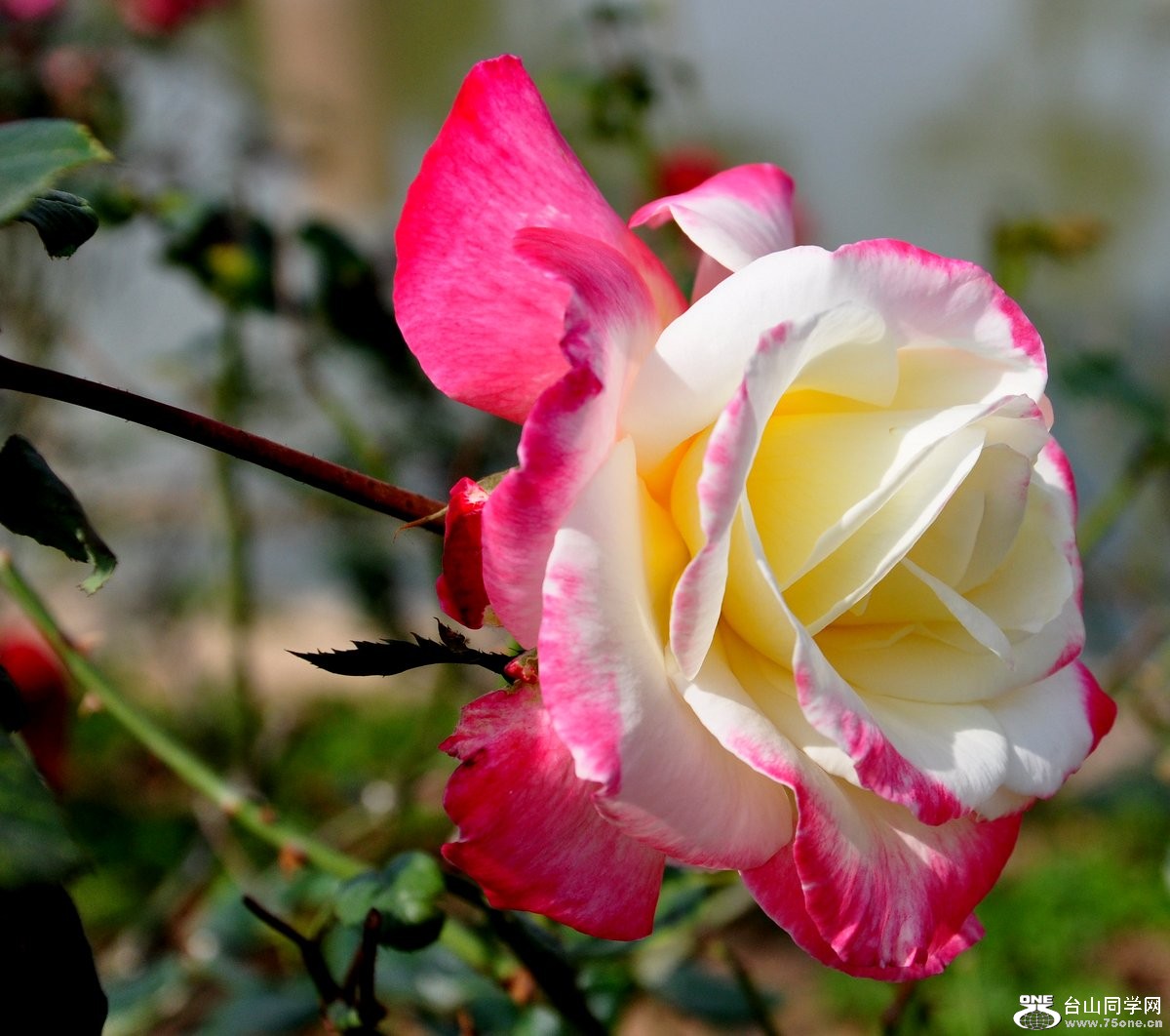 DSC_0011.JPG