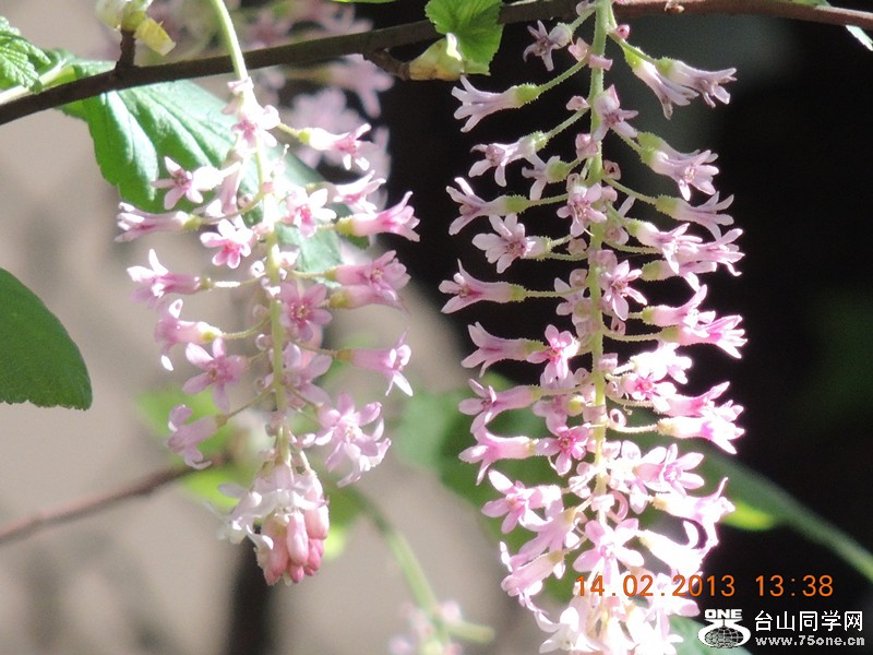 flower 486_.jpg