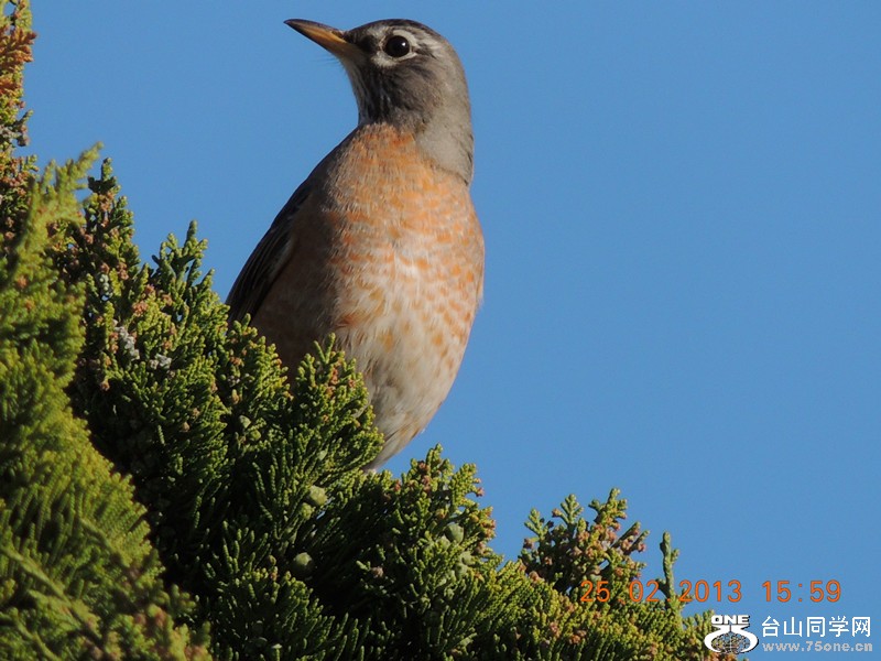bird 1154_.jpg