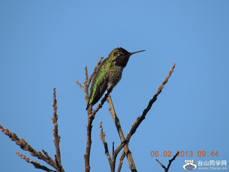 bird 282_.jpg