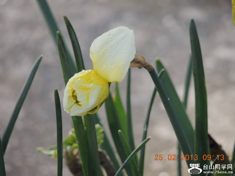 flower 643_.jpg