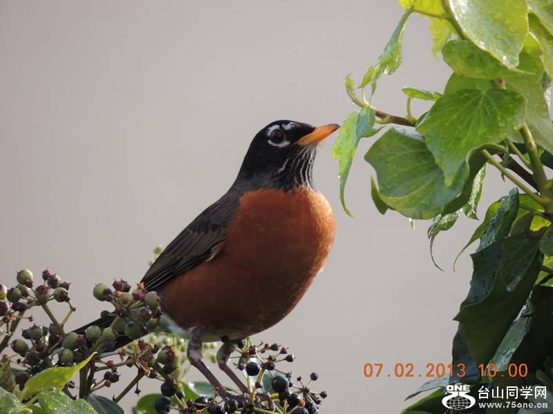 bird 333_.jpg