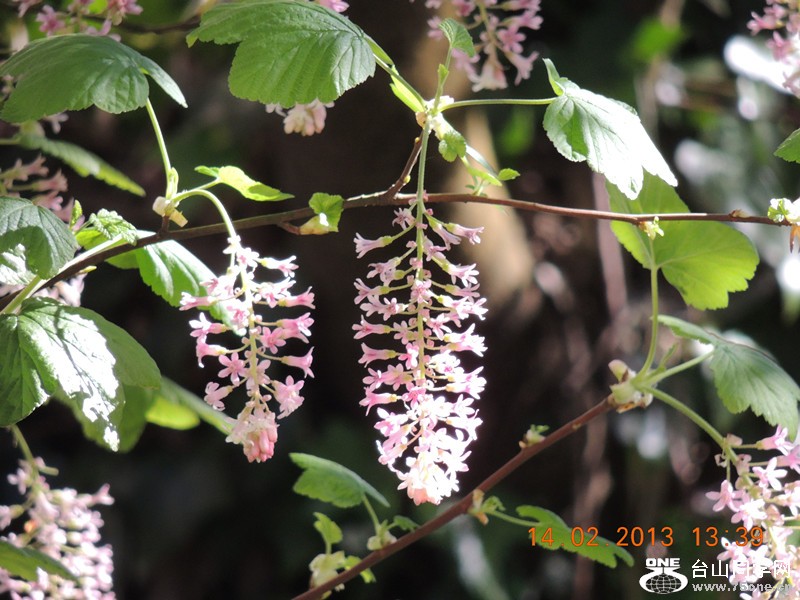 flower 490_.jpg