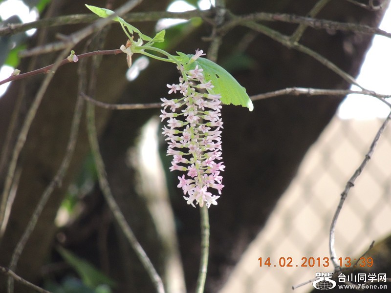 flower 492_.jpg