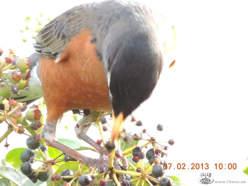 bird 334_.jpg