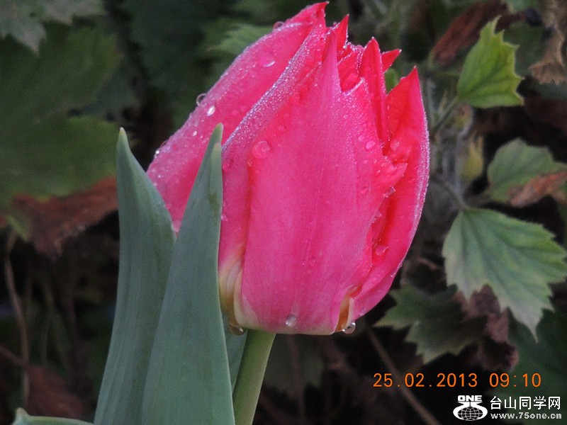 flower 632_.jpg