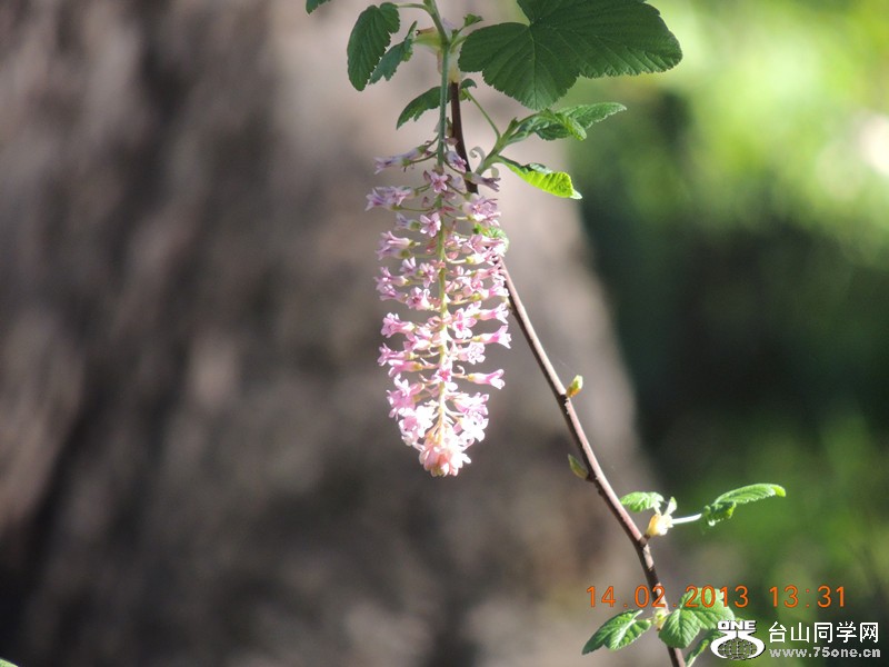 flower 468_.jpg