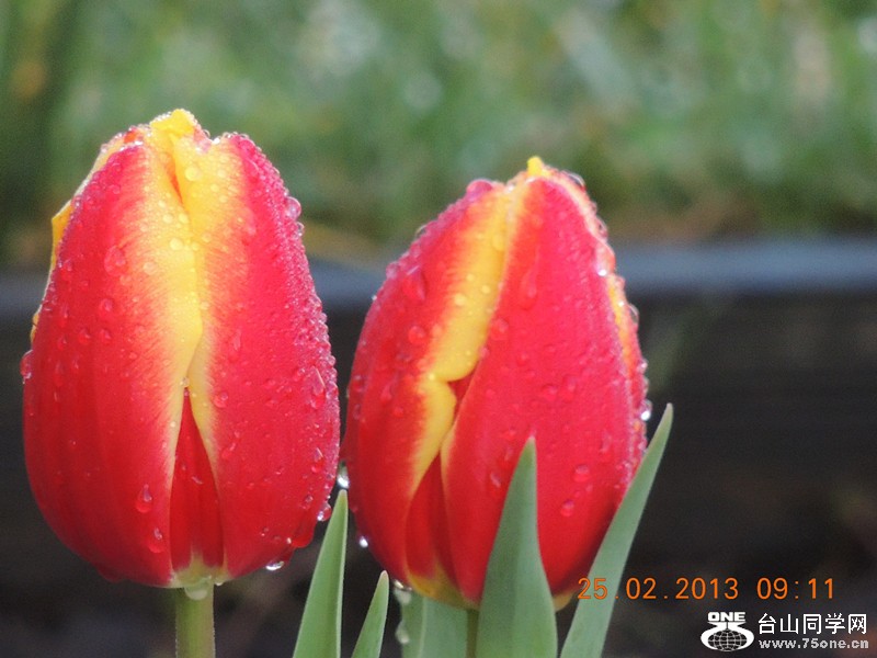 flower 636_.jpg