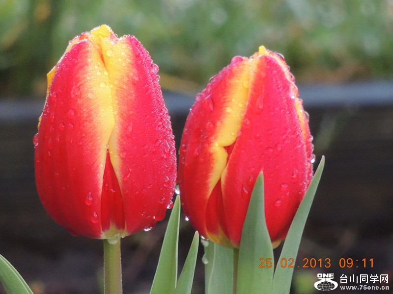 flower 637_.jpg