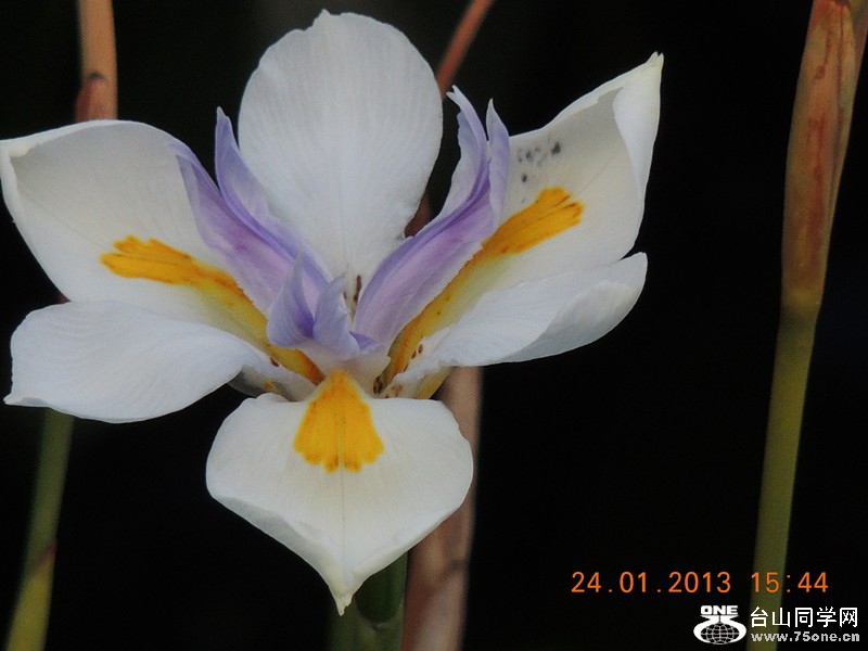 flower 072_.jpg