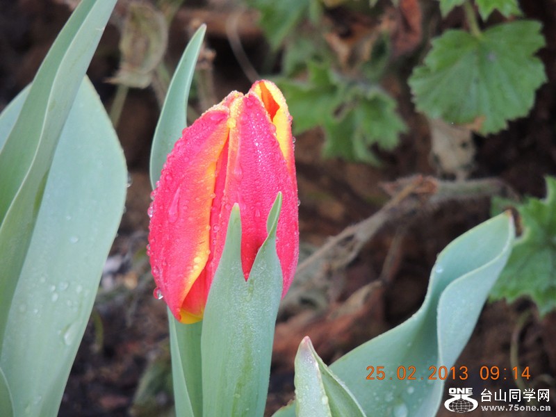 flower 648_.jpg