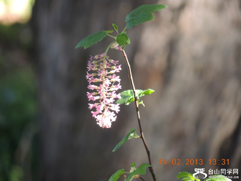 flower 467_.jpg