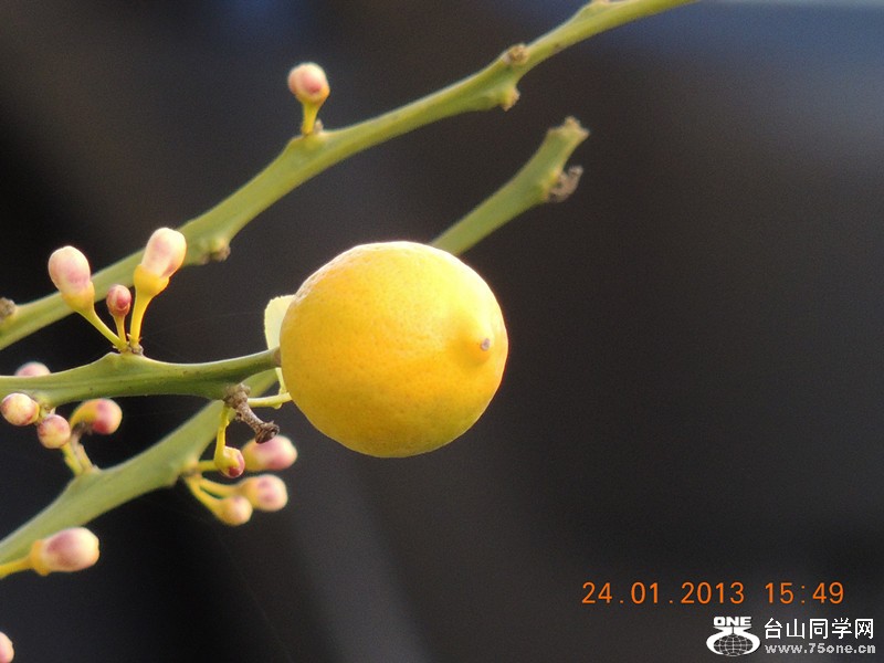flower 083_.jpg