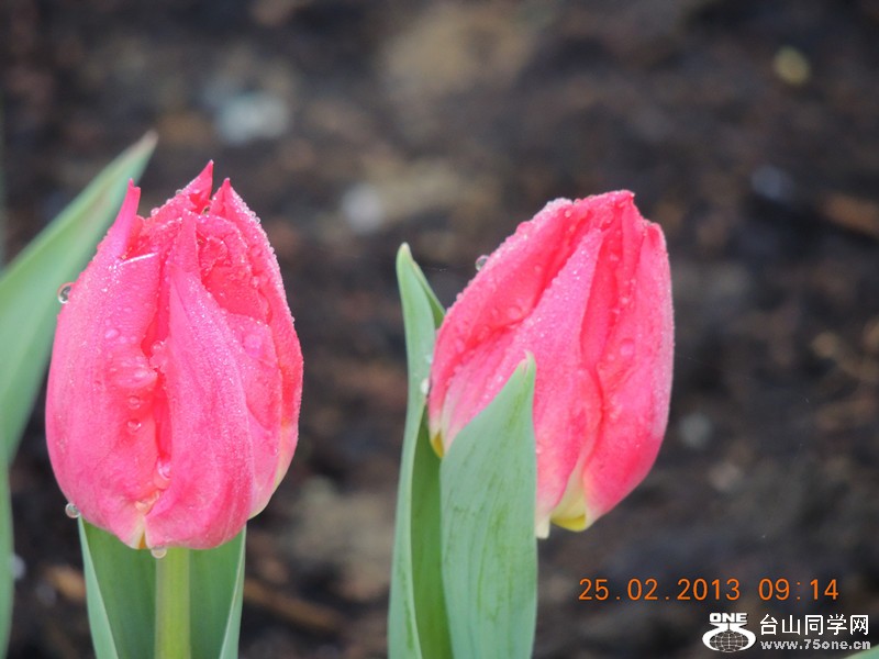 flower 649_.jpg