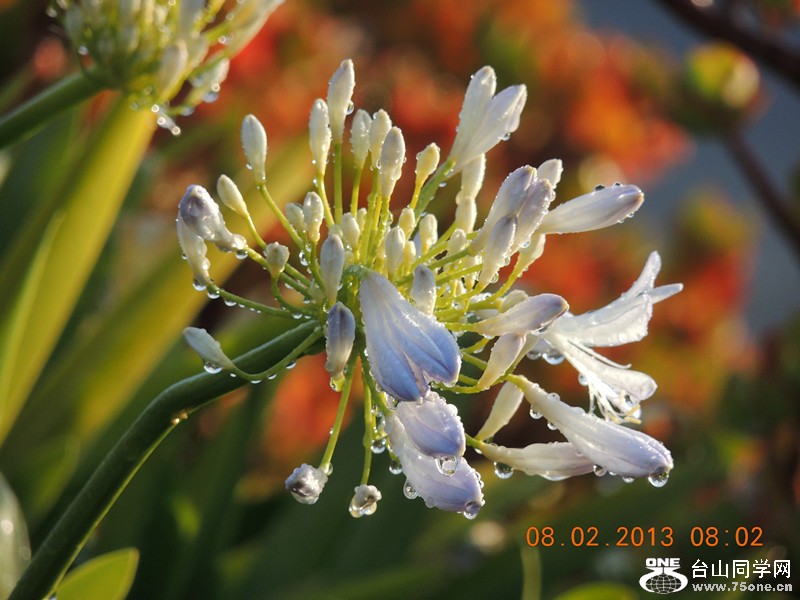 flower 332_.jpg