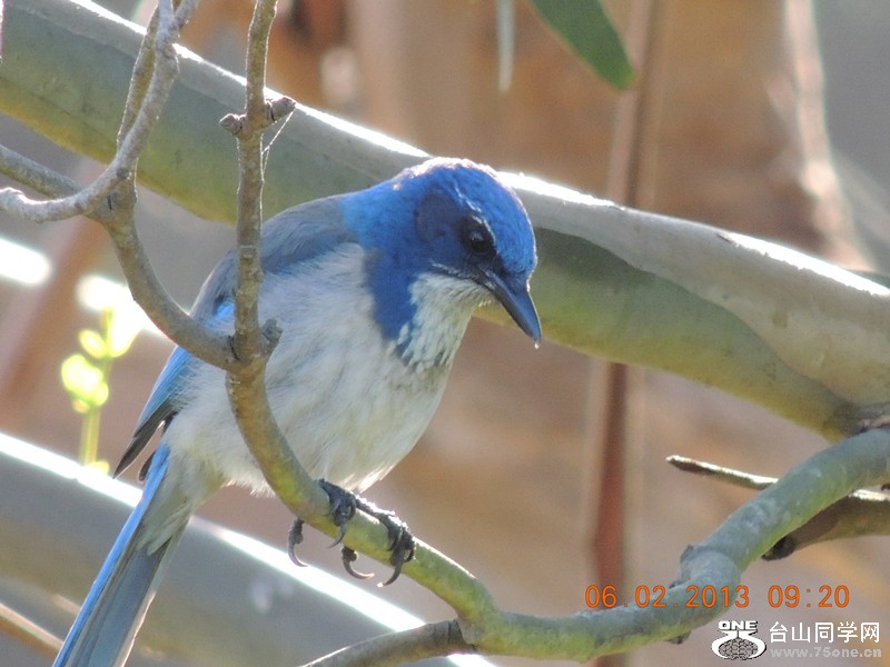 bird 252_.jpg