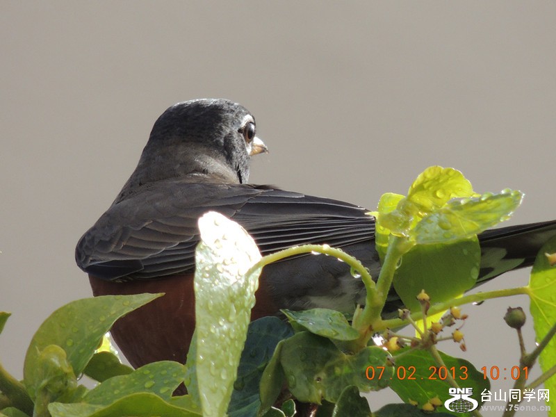 bird 339_.jpg