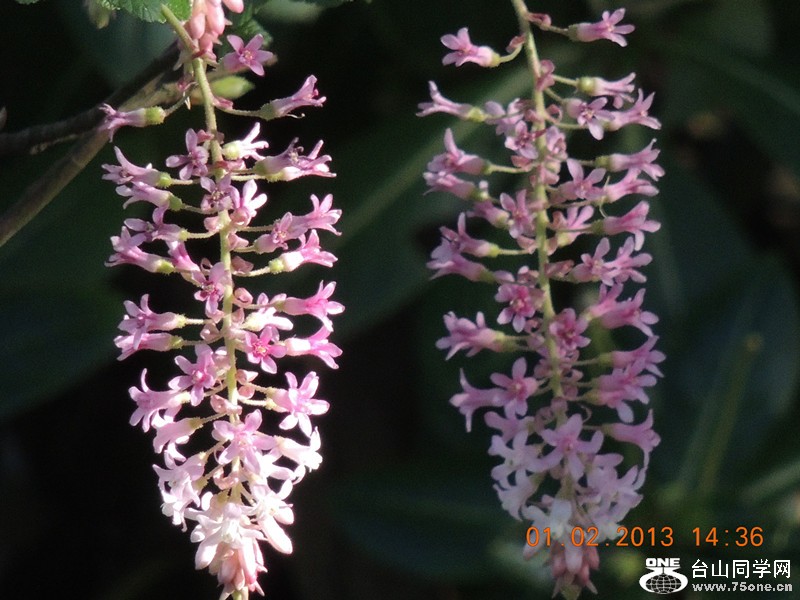 flower 188_.jpg