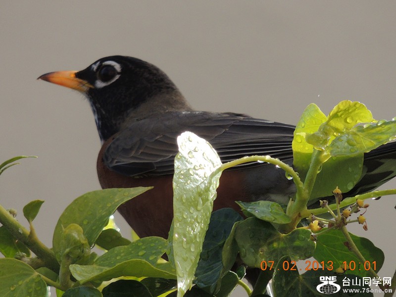 bird 338_.jpg