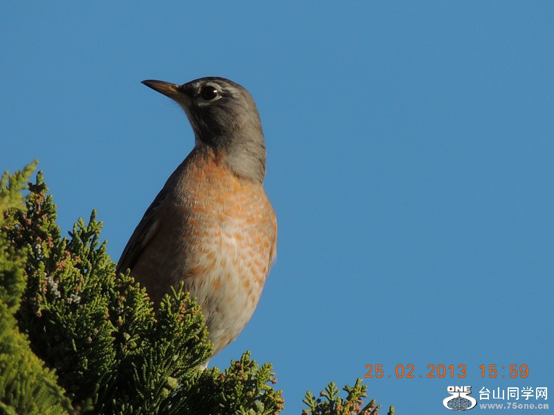 bird 1153_.jpg