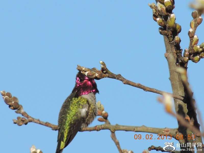 bird 359_.jpg