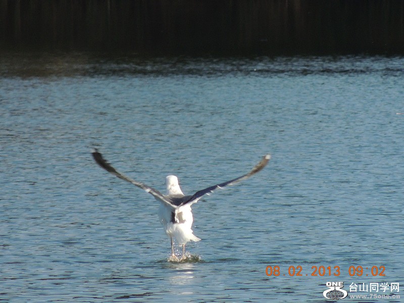 live pictures #3 822_.jpg