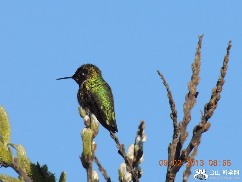 bird 345_.jpg
