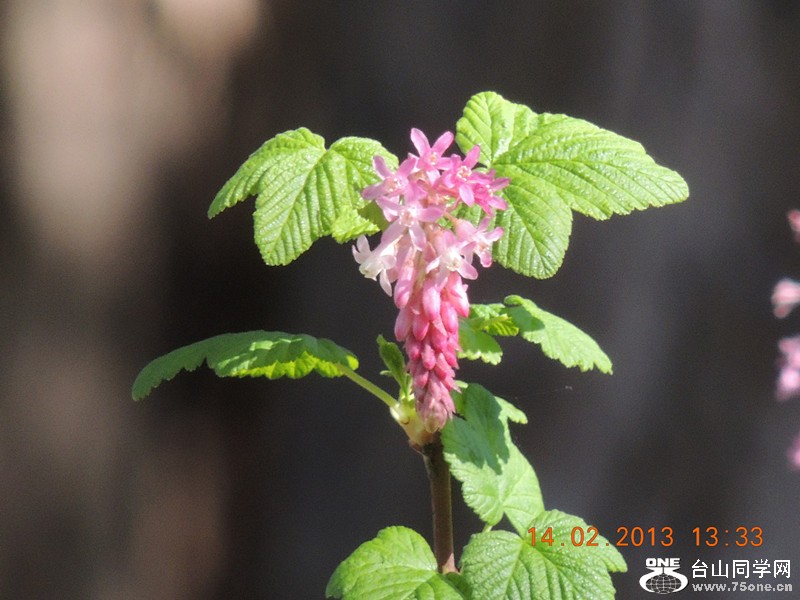 flower 475_.jpg