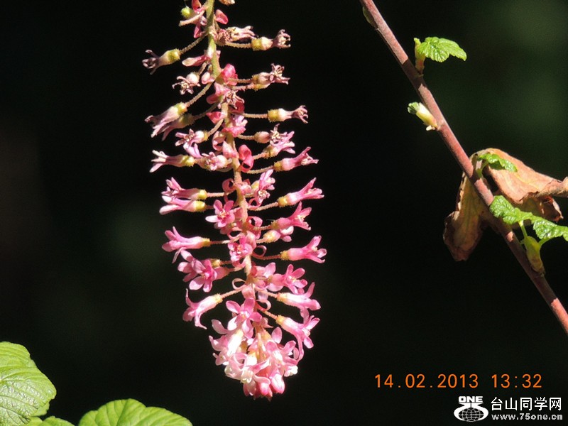 flower 472_.jpg