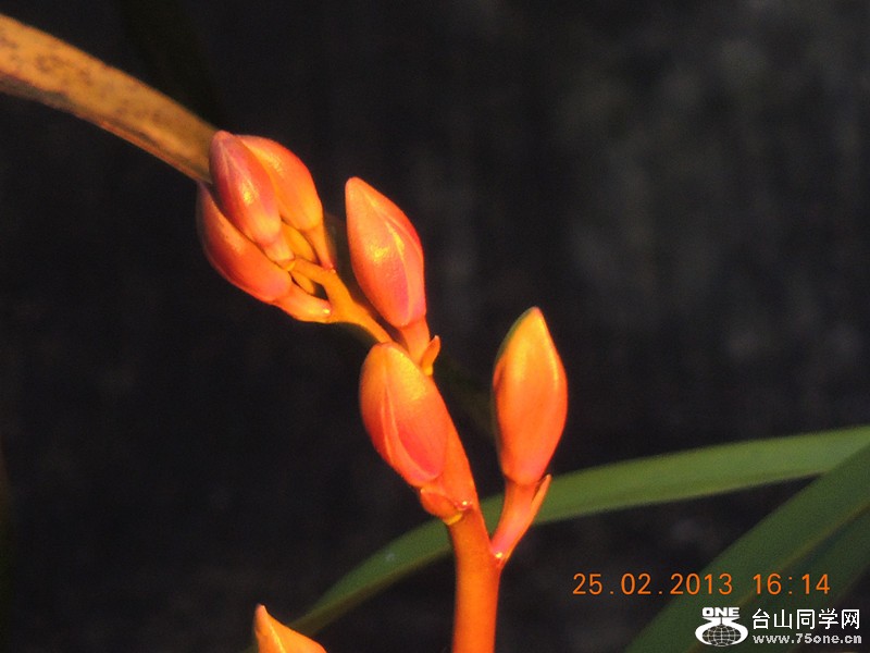 flower 651_.jpg