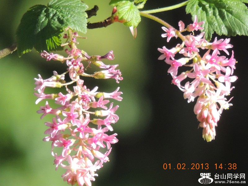 flower 192_.jpg