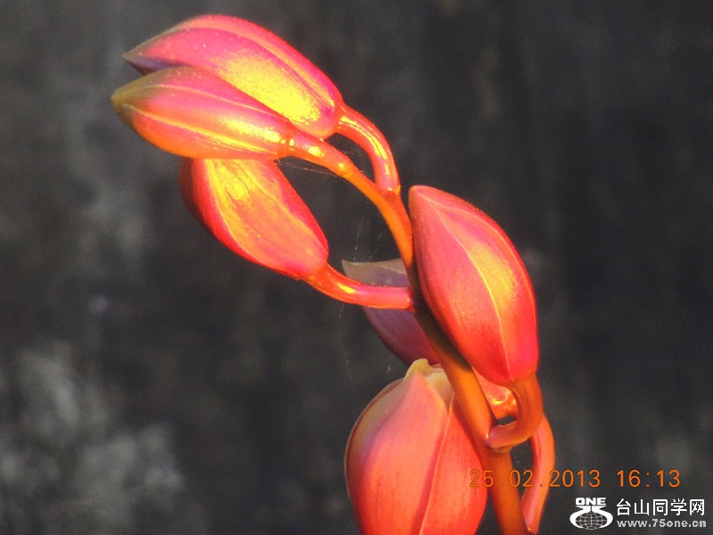 flower 650_.jpg