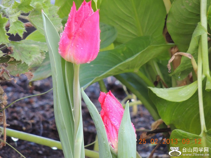flower 639_.jpg
