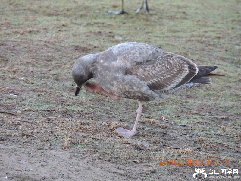 bird 1180_.jpg