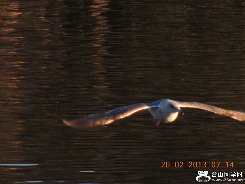 bird 1183_.jpg