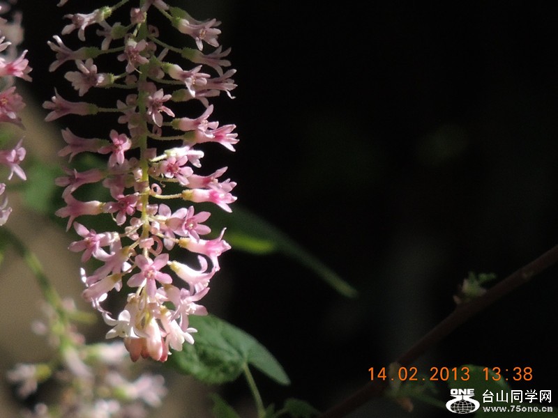 flower 485_.jpg